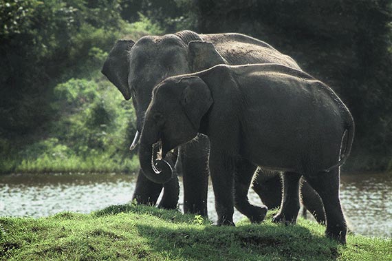 Yala National Park